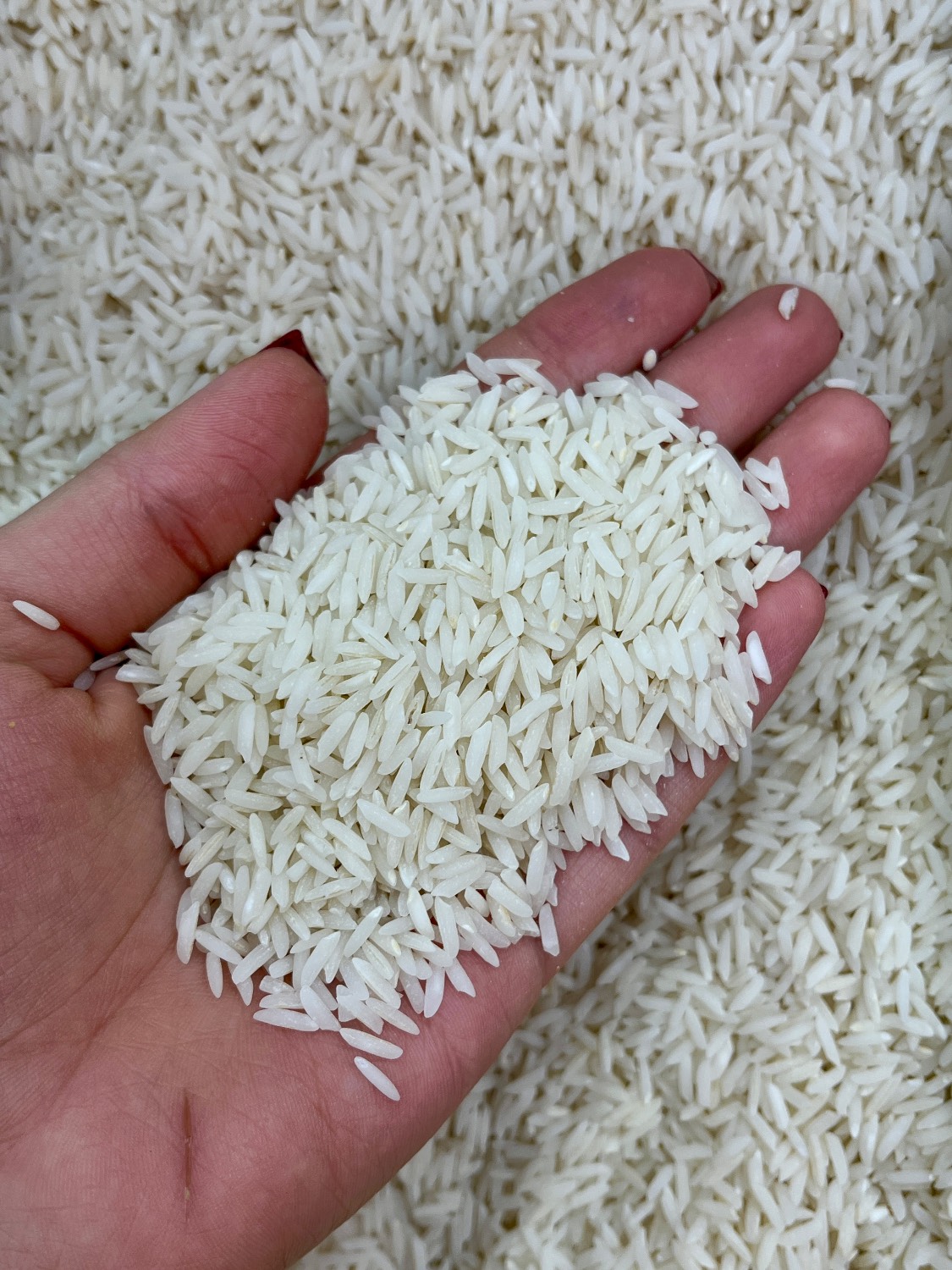 برنج اصیل ایرانی خوش‌عطر و خوش‌طعم